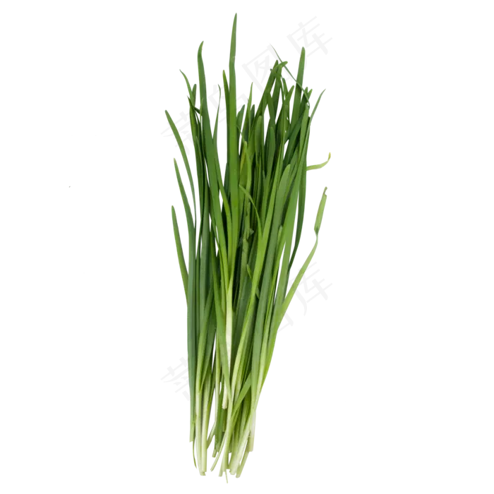 绿色韭菜(2000*2000px 300 dpi )