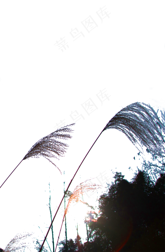 秋季发黄小草(2000X3037(DPI:610))psd模版下载