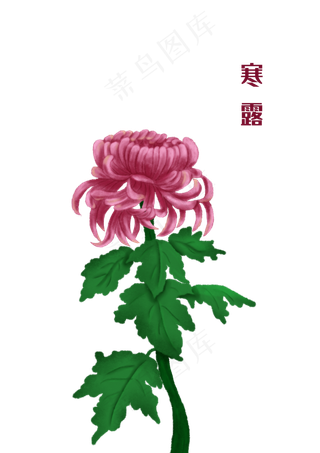 寒露节气菊花手绘