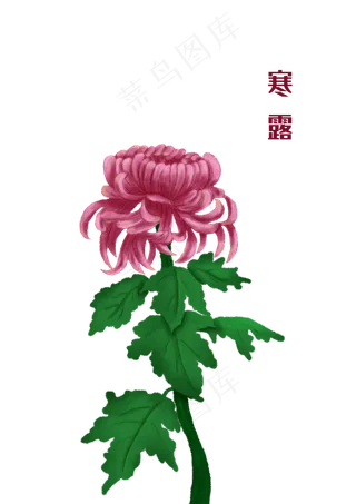 寒露节气菊花手绘