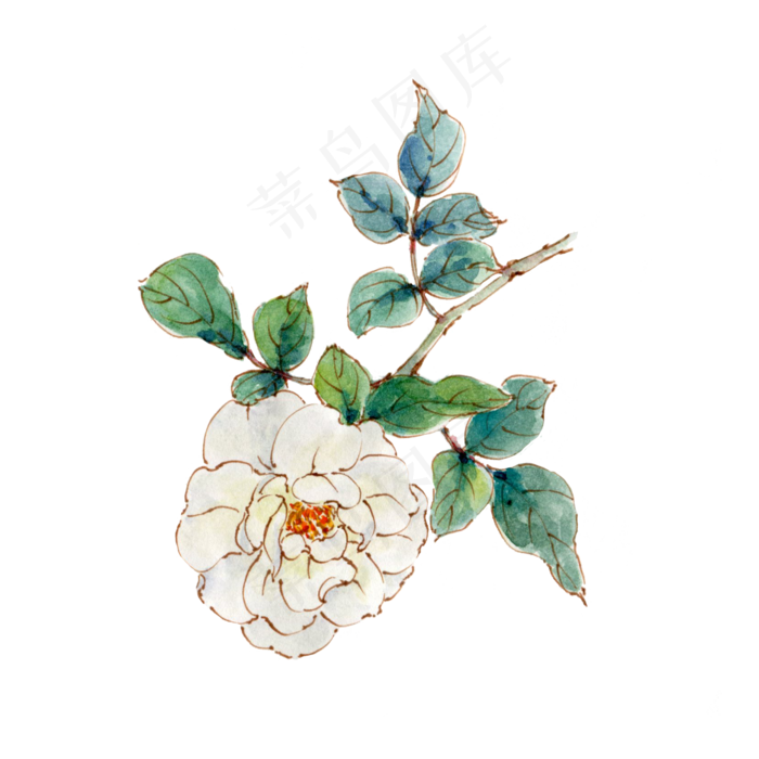 手绘白色月季花(2000X2000(DPI:300))psd模版下载
