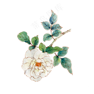 手绘白色月季花