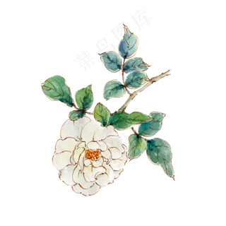 手绘白色月季花