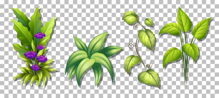透明背景下的各种植物集eps,ai矢量模版下载