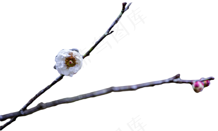 梅花腊梅花朵枝条(1838X1110(DPI:300))psd模版下载
