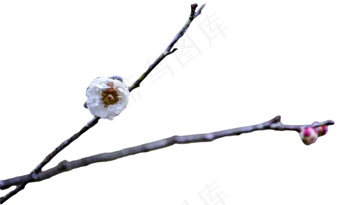 梅花腊梅花朵枝条(1838X1110(DPI:300))psd模版下载