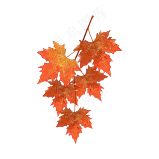 枫叶秋天红叶树枝