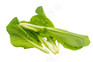 绿色青菜