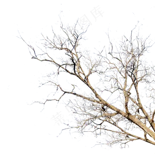 枯萎树枝枯树