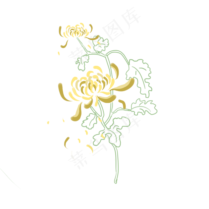 黄色菊花2朵清新元素