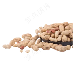 实拍土地种植丰收花生