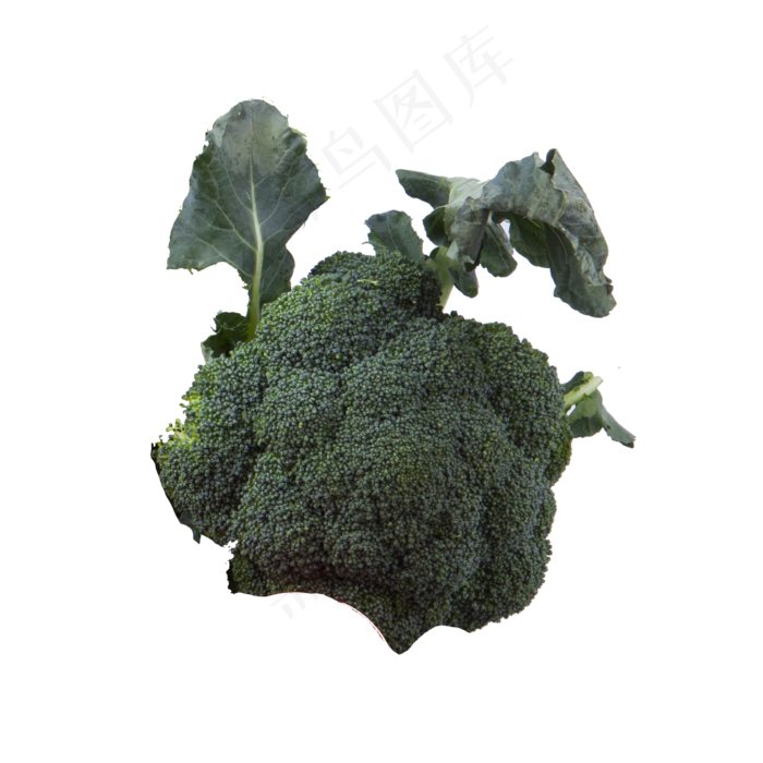 新鲜的西兰花免抠图(2000X2000(DPI:300))psd模版下载
