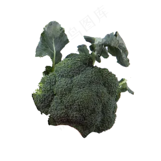 新鲜的西兰花免抠图