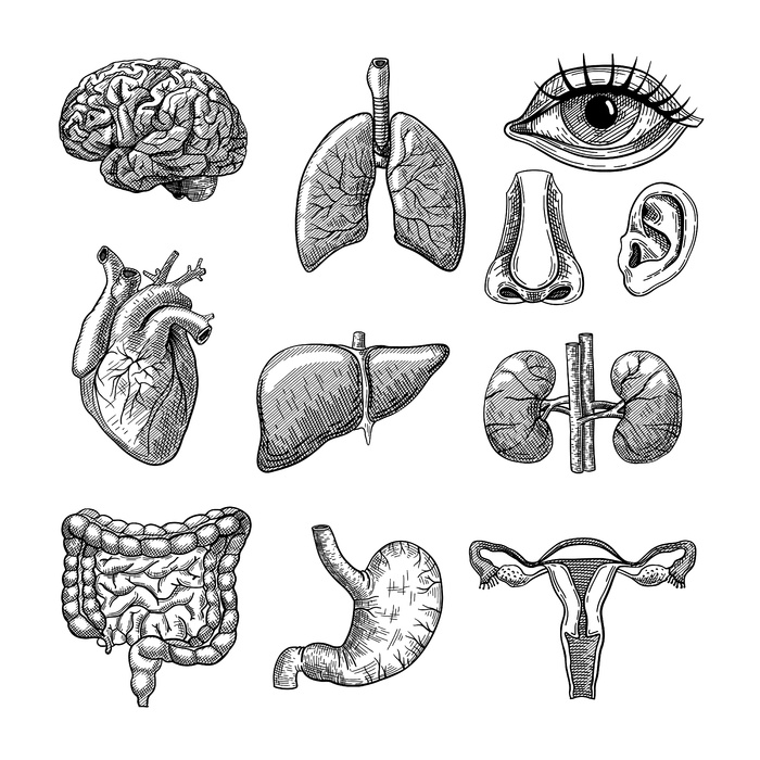 人体器官雕刻插图集