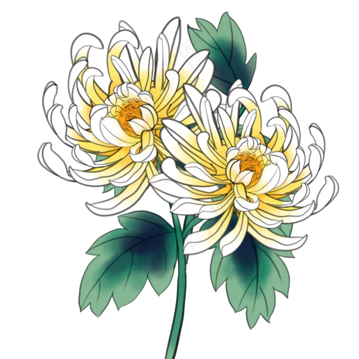 立秋菊花(2000X2000(DPI:300))psd模版下载