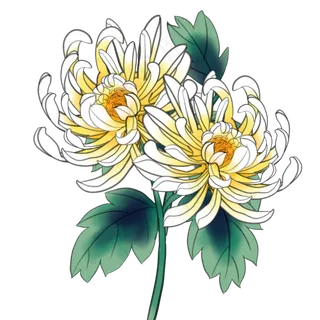 立秋菊花 立秋菊花