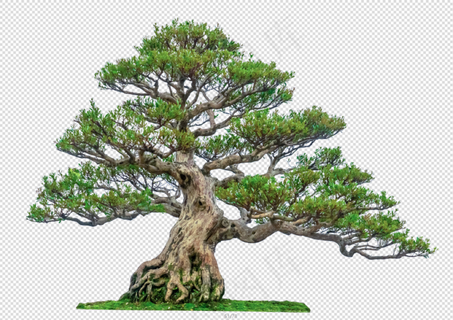 免扣绿色植物大树素材