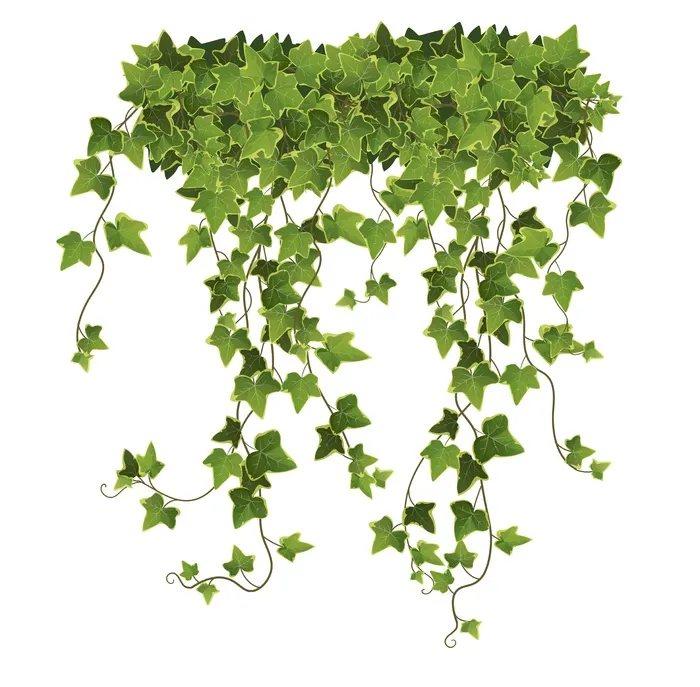 卡通常春藤植物叶子和树枝在白色背景eps,ai矢量模版下载