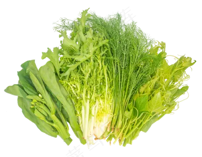 茼蒿蔬菜油菜 茼蒿蔬菜油菜