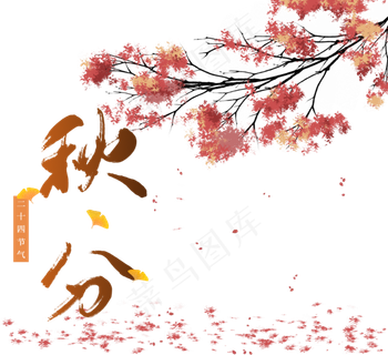 秋分枫树枫叶飘落