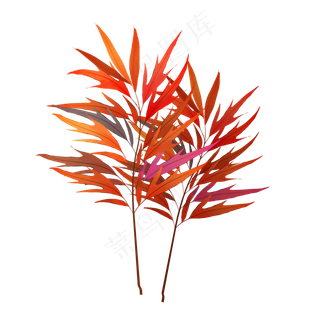 小清新红色的树叶