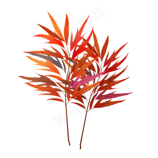 小清新红色的树叶 小清新红色的树叶