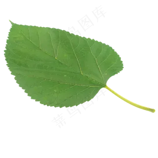 蔬菜叶子叶片