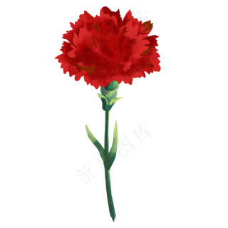 红色花朵康乃馨
