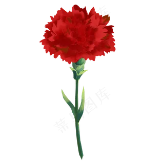 红色花朵康乃馨