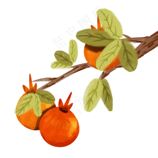 寒露成熟果实石榴