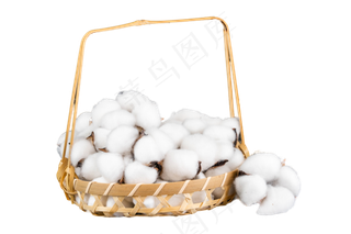 一筐梅花长绒棉