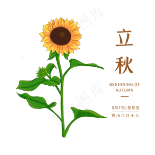 立秋向日葵