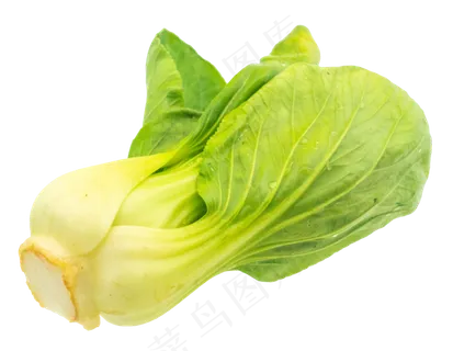 有机蔬菜油菜 有机蔬菜油菜