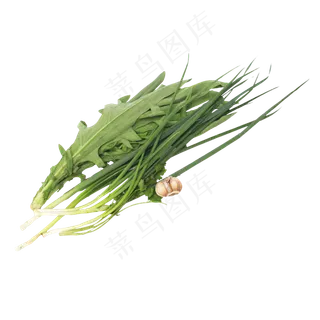 油麦菜葱大蒜蔬菜组合 油麦菜葱大蒜蔬菜组合