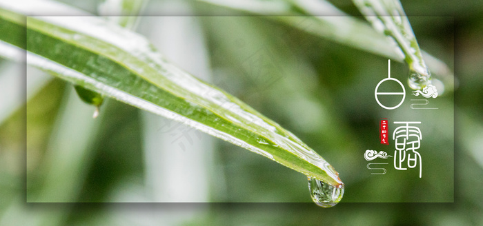 白露节气二十四节气(1920*900px 	       )psd模版下载