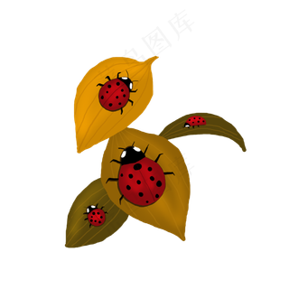 二十四节气之立秋树叶瓢虫可商用