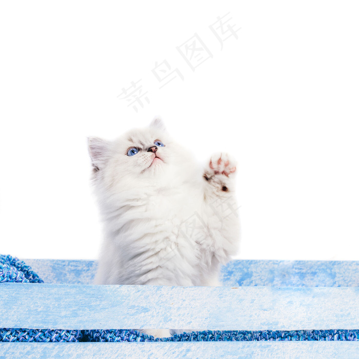 碎布玩偶猫，一只小猫伸着爪子向上看