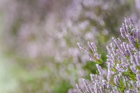 在户外盛开的鲜艳的粉红色杂色