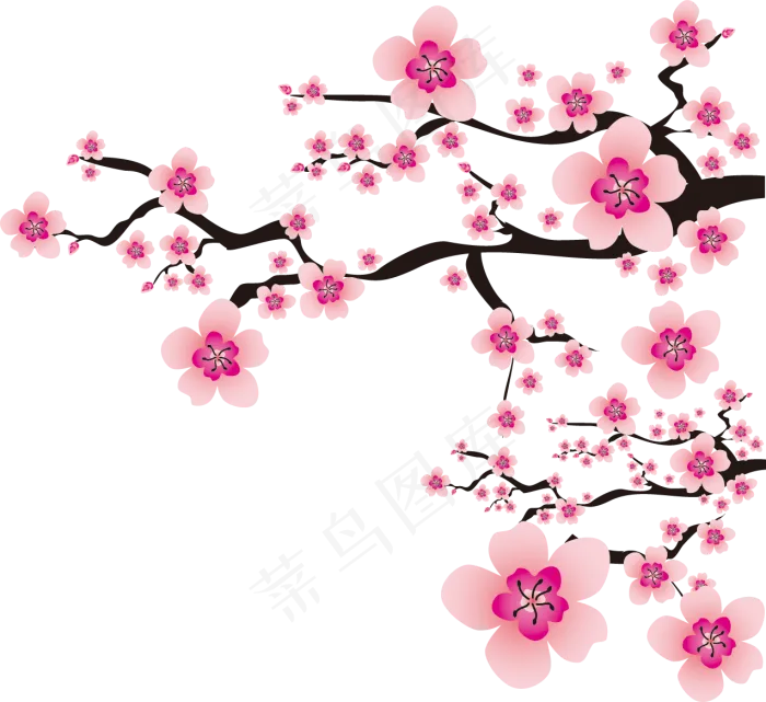 樱花开花植物免扣png 