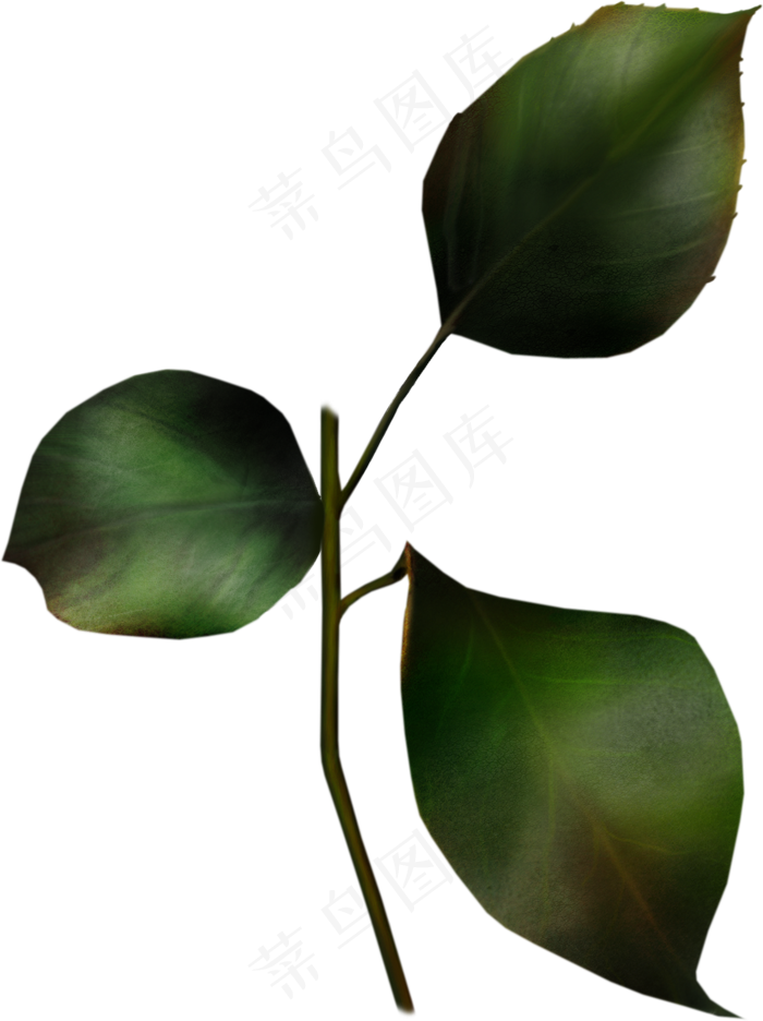 超高清玫瑰花