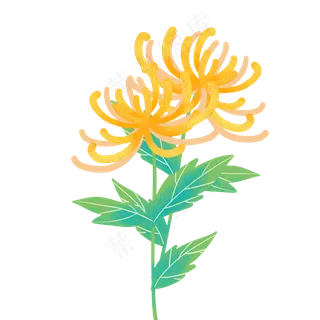 重阳节黄色菊花