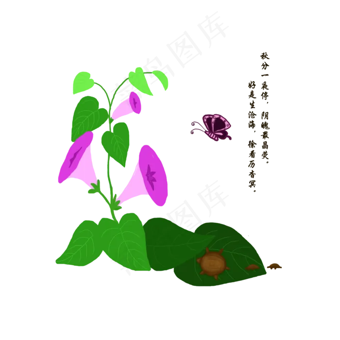 秋分牵牛花