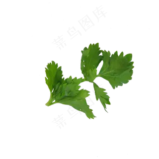 芹菜叶子