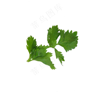 芹菜叶子