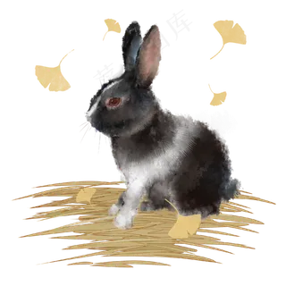 野兔落叶秋天动物