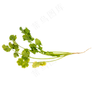 绿色蔬菜香菜