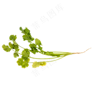 绿色蔬菜香菜 绿色蔬菜香菜