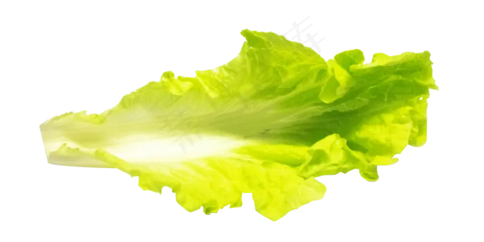 食物类叶子(2000X2000(DPI:299))