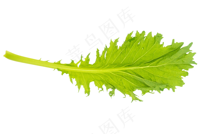 青菜叶子(3000*2000px 300 dpi )