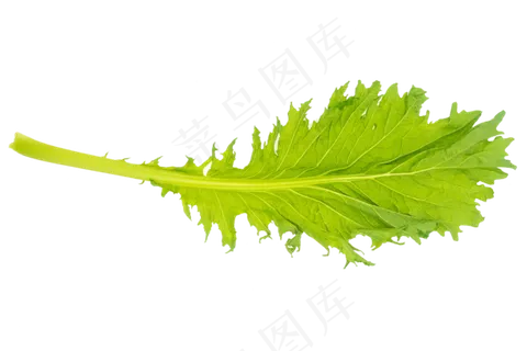 青菜叶子 青菜叶子